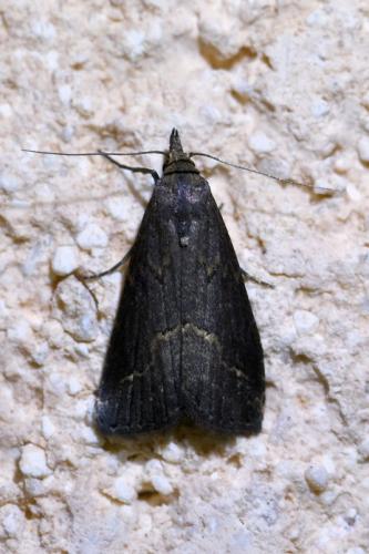 Schrankia costaestrigalis